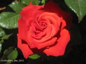 Red Red Rose 2 - Orson