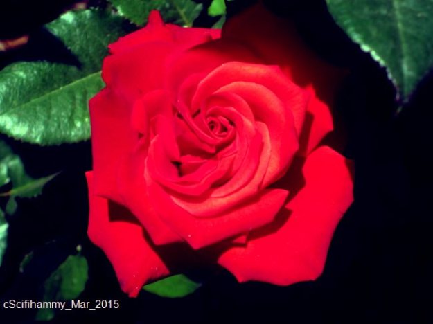 Red Red Rose 1