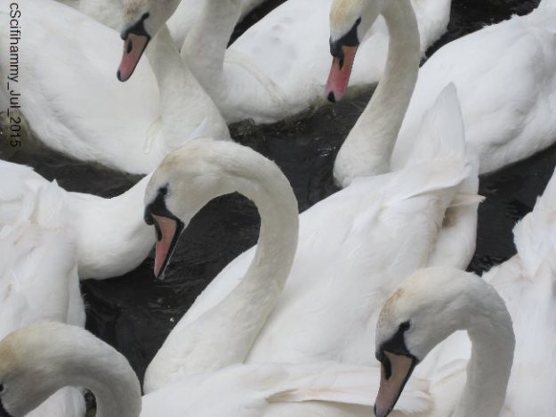 Swans 1