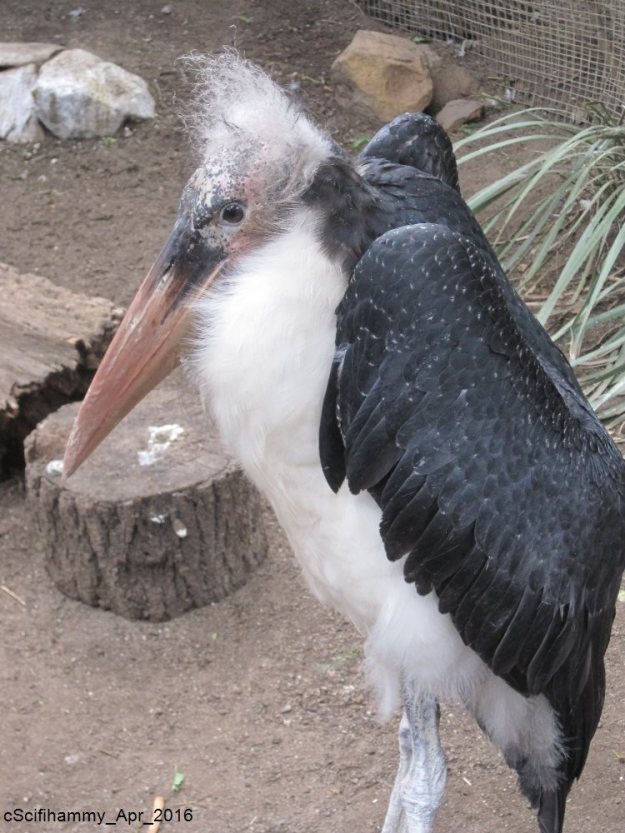 Marabou Stork 1