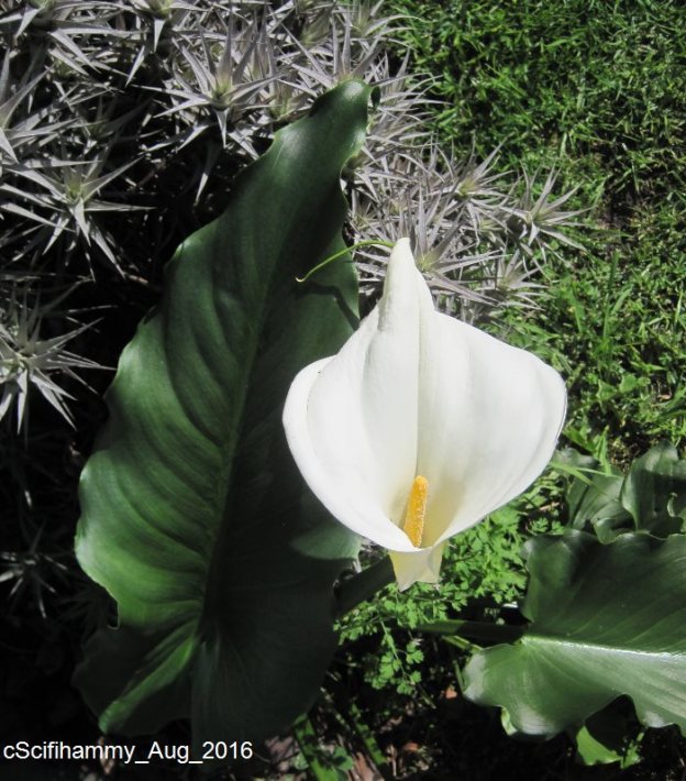 Arum Lily 5