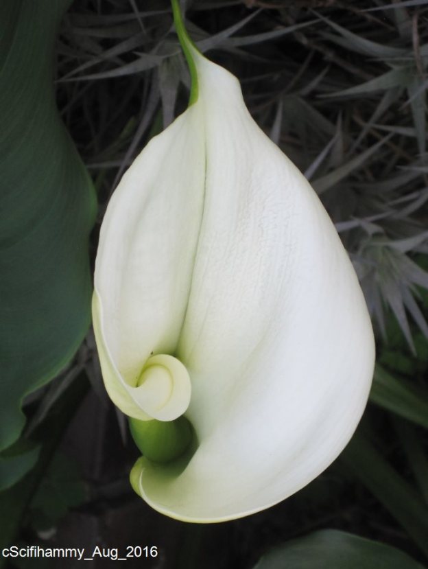 Arum Lily 3