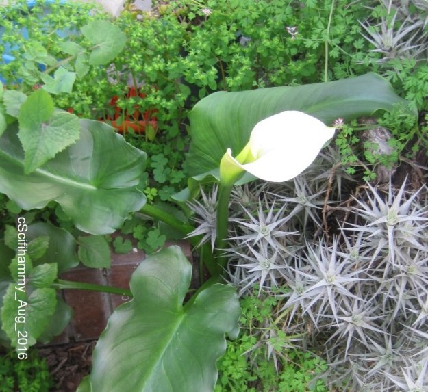 Arum Lily 4